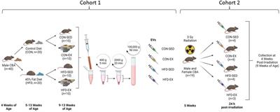 The role of exercise-and high fat diet-induced bone marrow extracellular vesicles in stress hematopoiesis